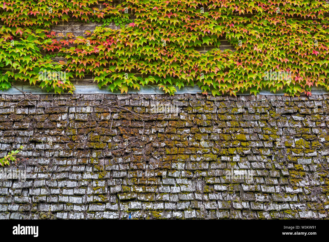Vieux bois avec surface de toit vert mousse texture de fond sur elle Banque D'Images