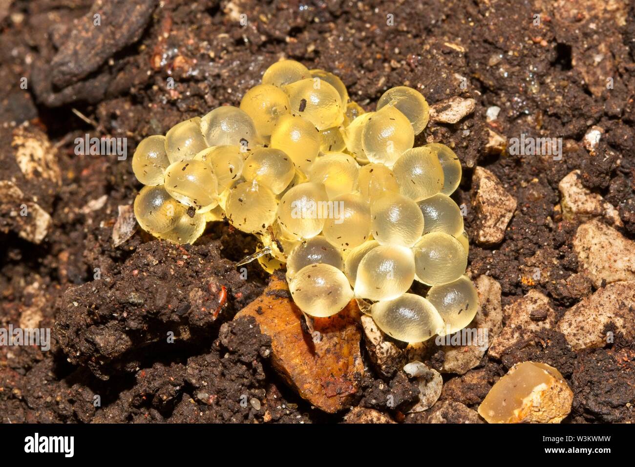 Slug oeufs dans un jardin anglais, East Sussex, UK Banque D'Images