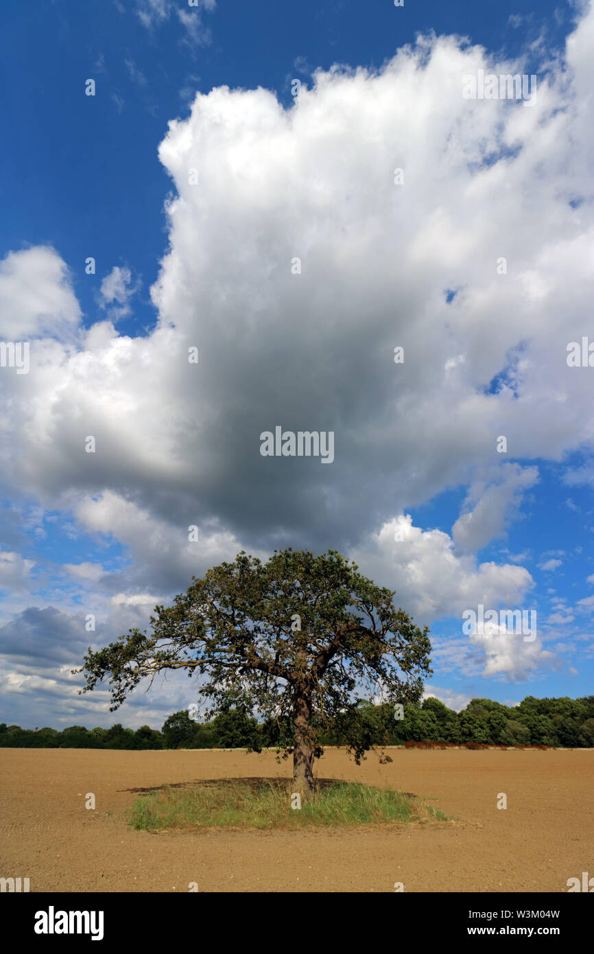 Arbre de chêne en champ labouré dans la campagne du Surrey. Domaine laissé en jachère pour se reposer le sol. England UK. Banque D'Images Arbre de chêne en champ labouré dans la campagne du Surrey. Domaine laissé en jachère pour se reposer le sol. England UK. Banque D'Images