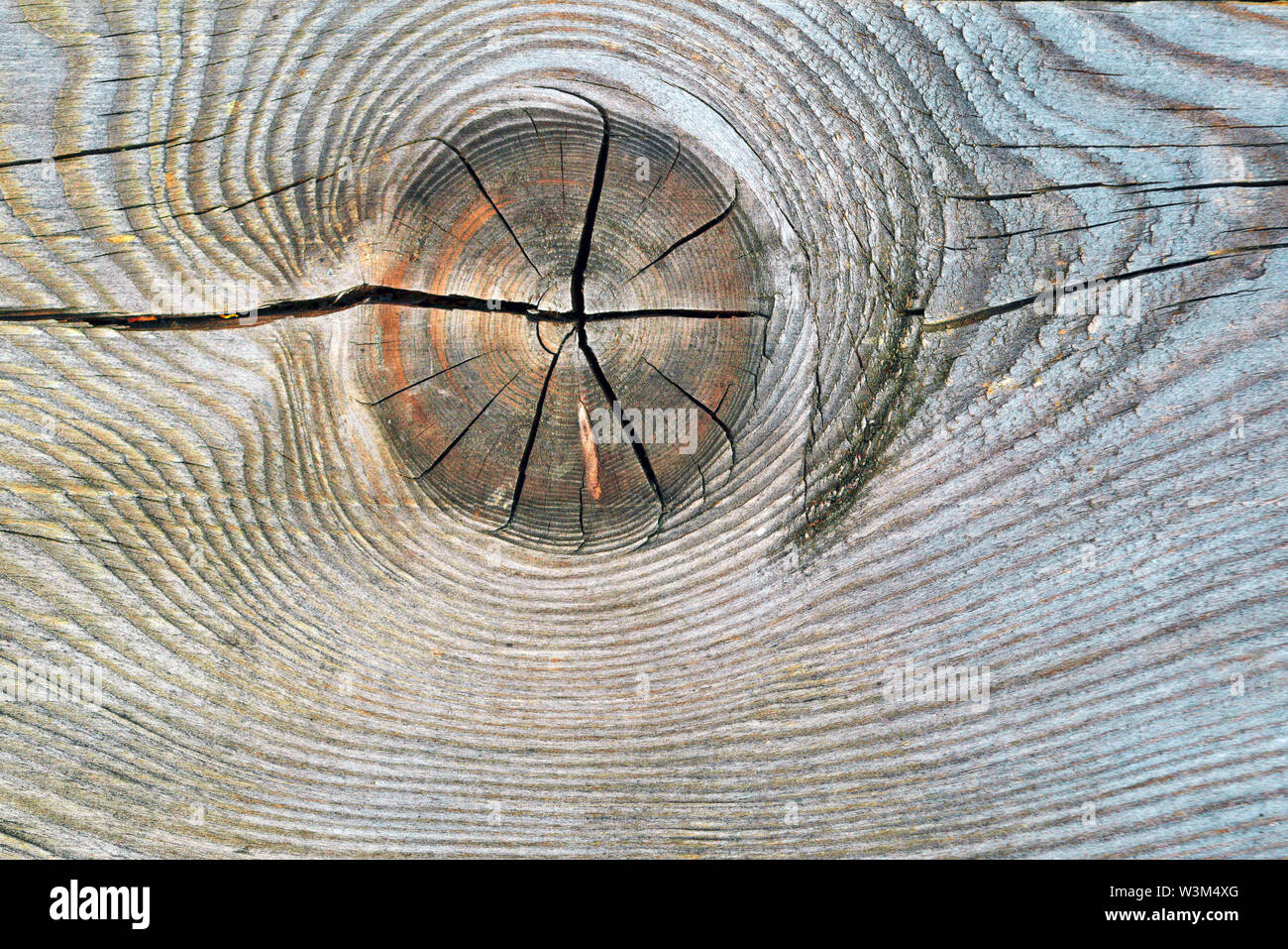 La texture de la tranche de la vieille souche pourrie avec des fissures et des cernes. Banque D'Images