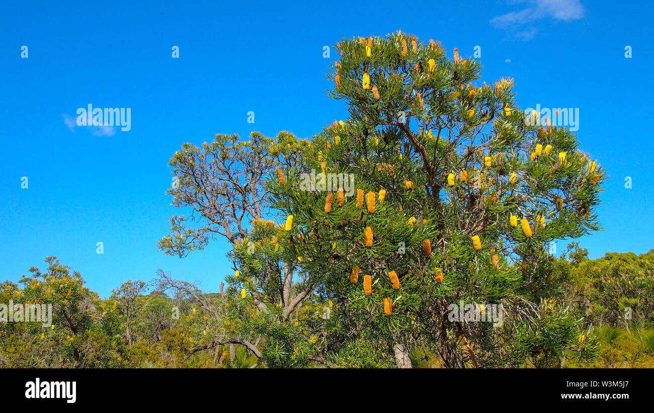 Le Parc National de Yalgorup près de Mandurah, Western Australia Banque D'Images