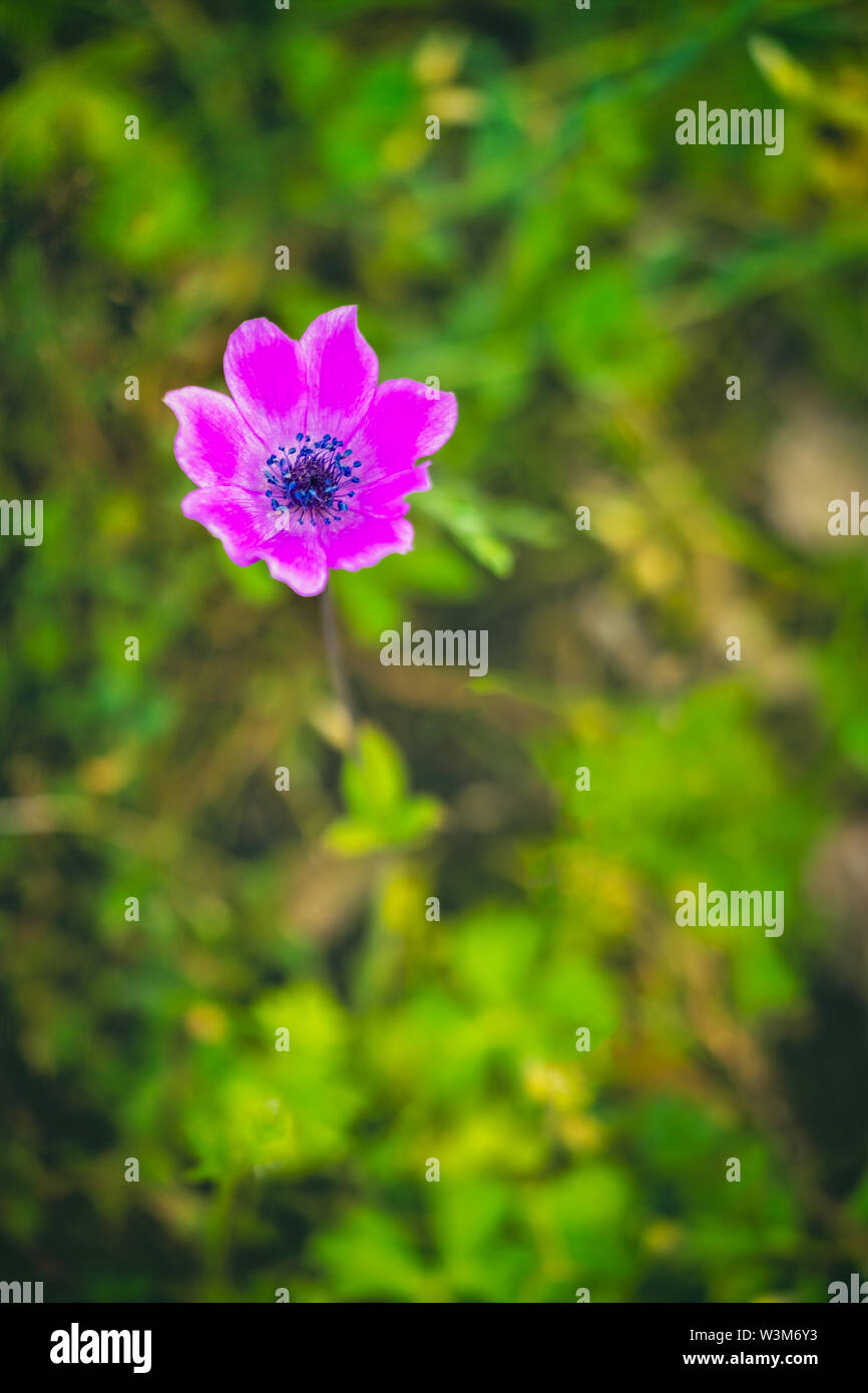 Anémone Anémone coronaria pavot rose photographié à Zakynthos, Grèce Banque D'Images
