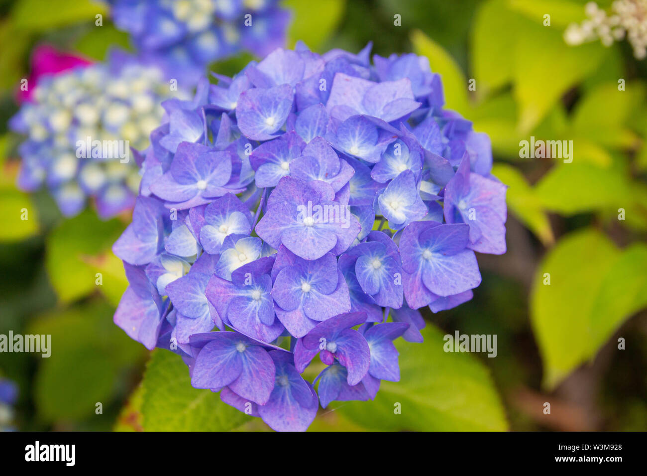 Gros plans de bleu et rose teinté d'hortensias Banque D'Images