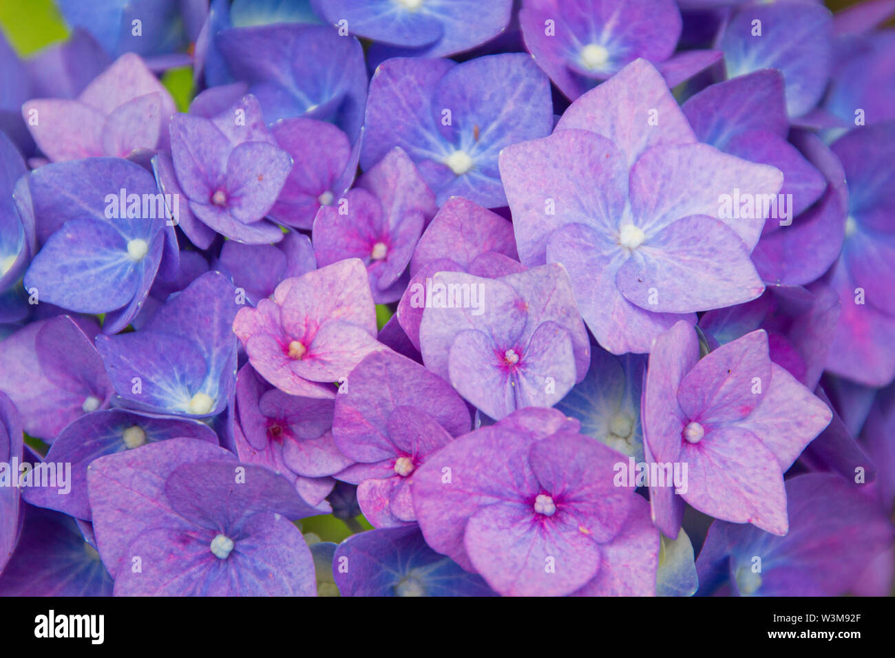 Gros plans de bleu et rose teinté d'hortensias Banque D'Images