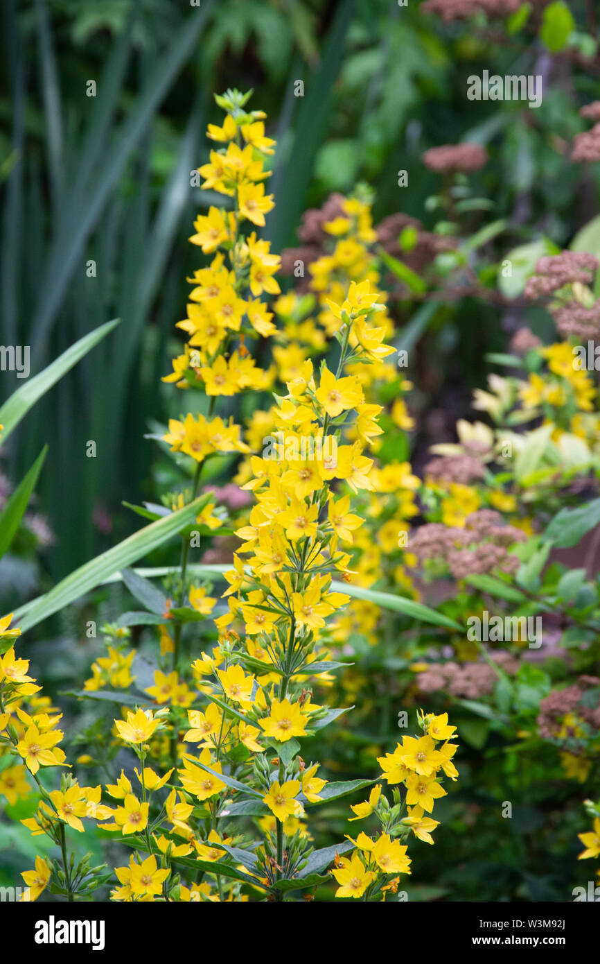 Yellow Loosestrife Lysimachia punctata ou fleurs Banque D'Images