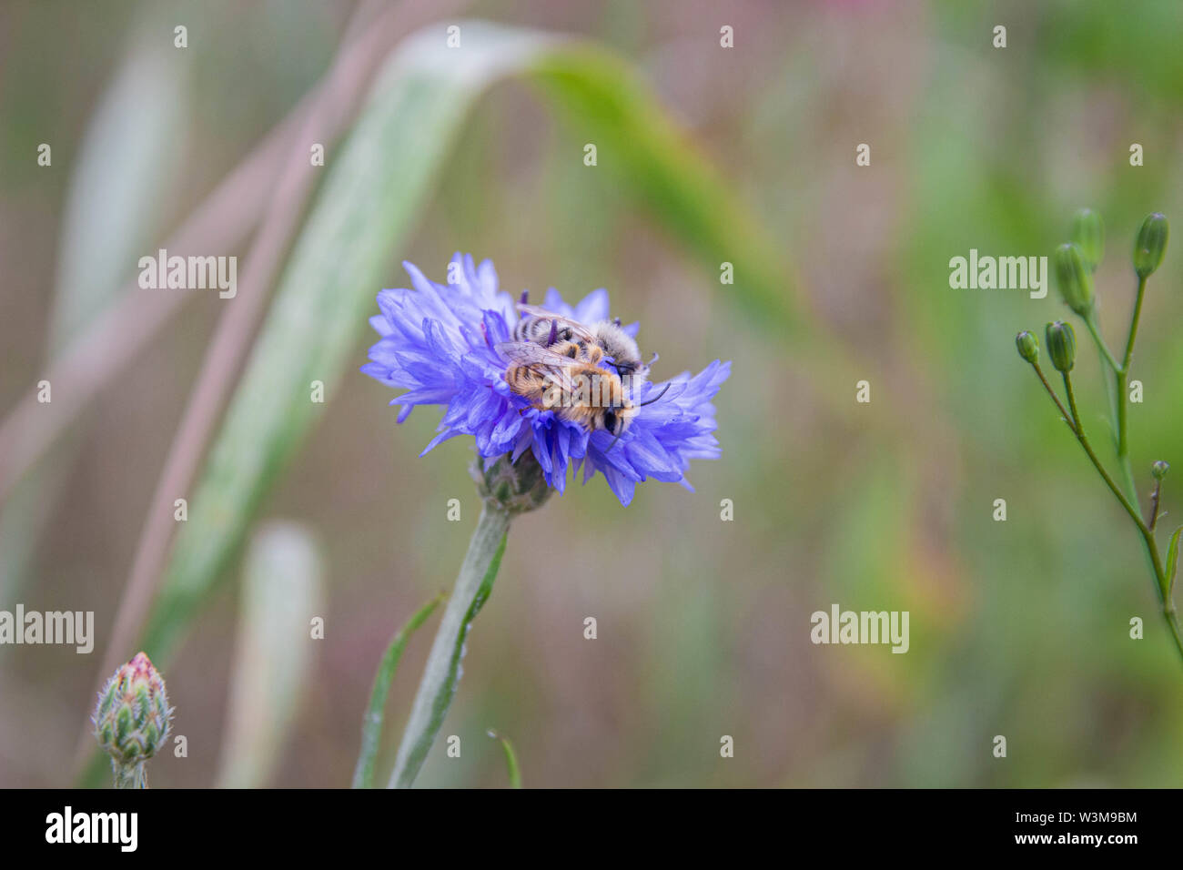 Deux abeilles leporina melitta reposant sur un même Bleu bleuet (centaurea cyanus) Banque D'Images