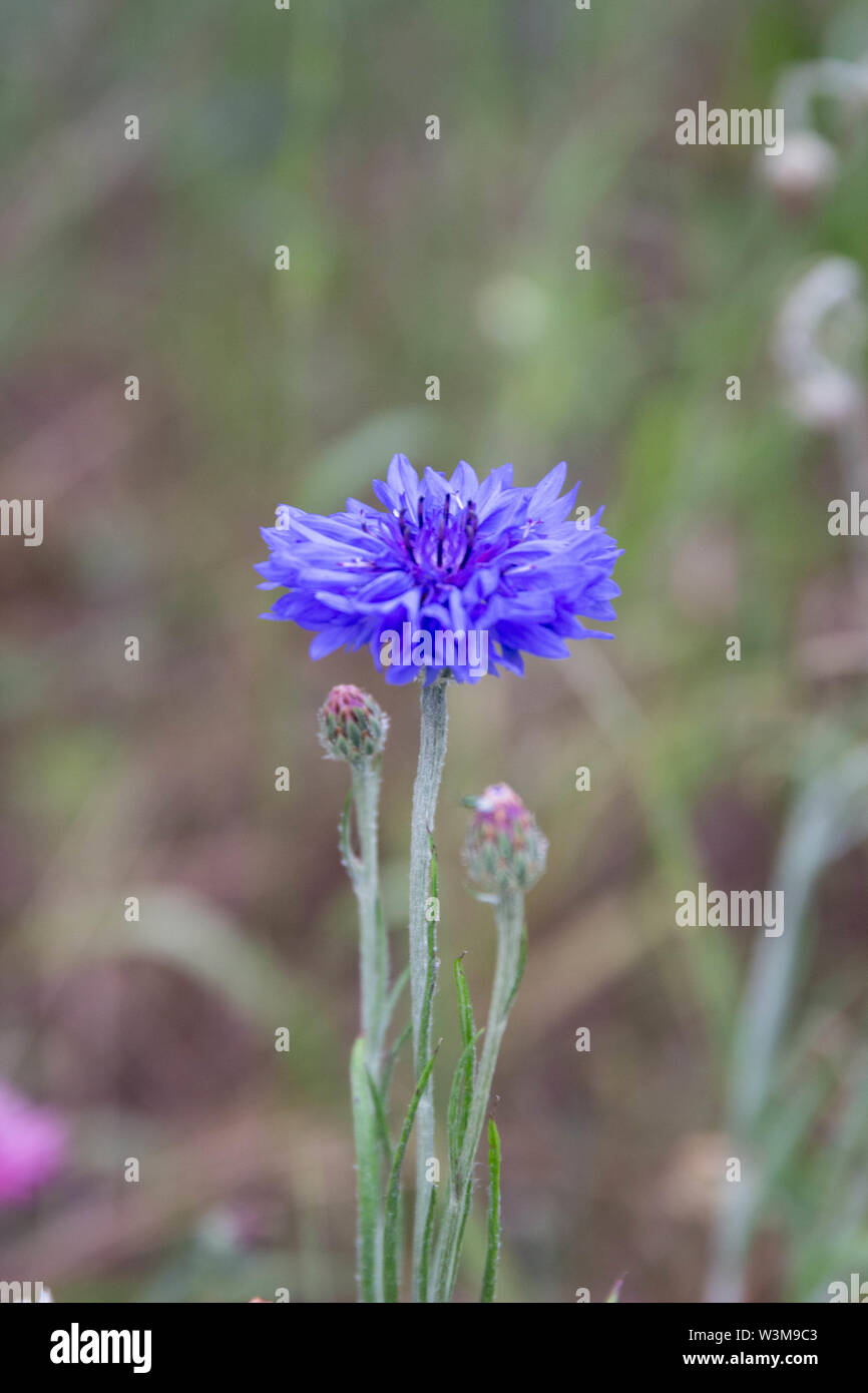 Le bleuet (centaurea cyanus) Banque D'Images