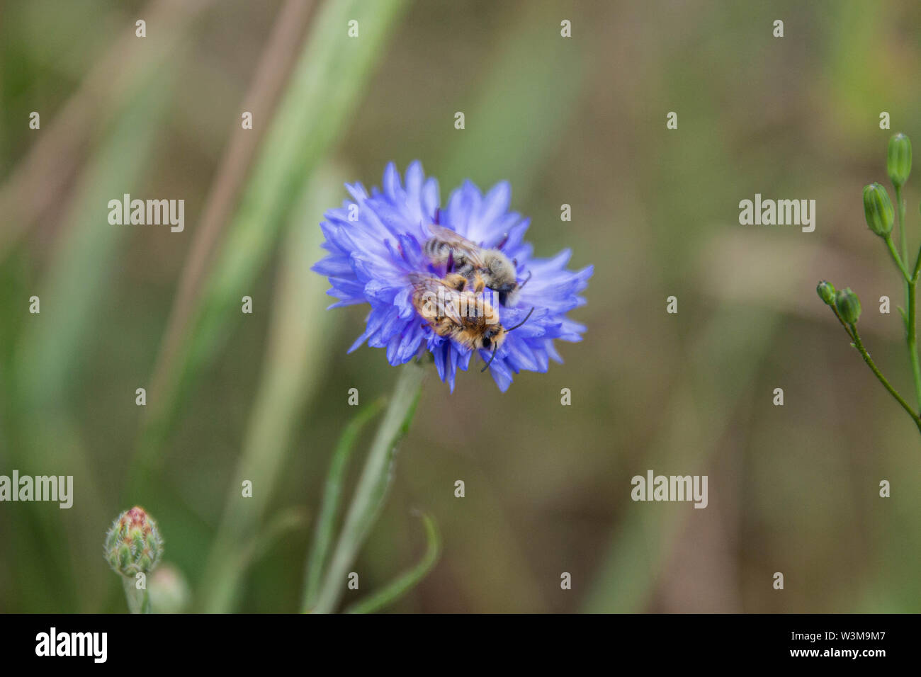 Deux abeilles leporina melitta reposant sur un même Bleu bleuet (centaurea cyanus) Banque D'Images