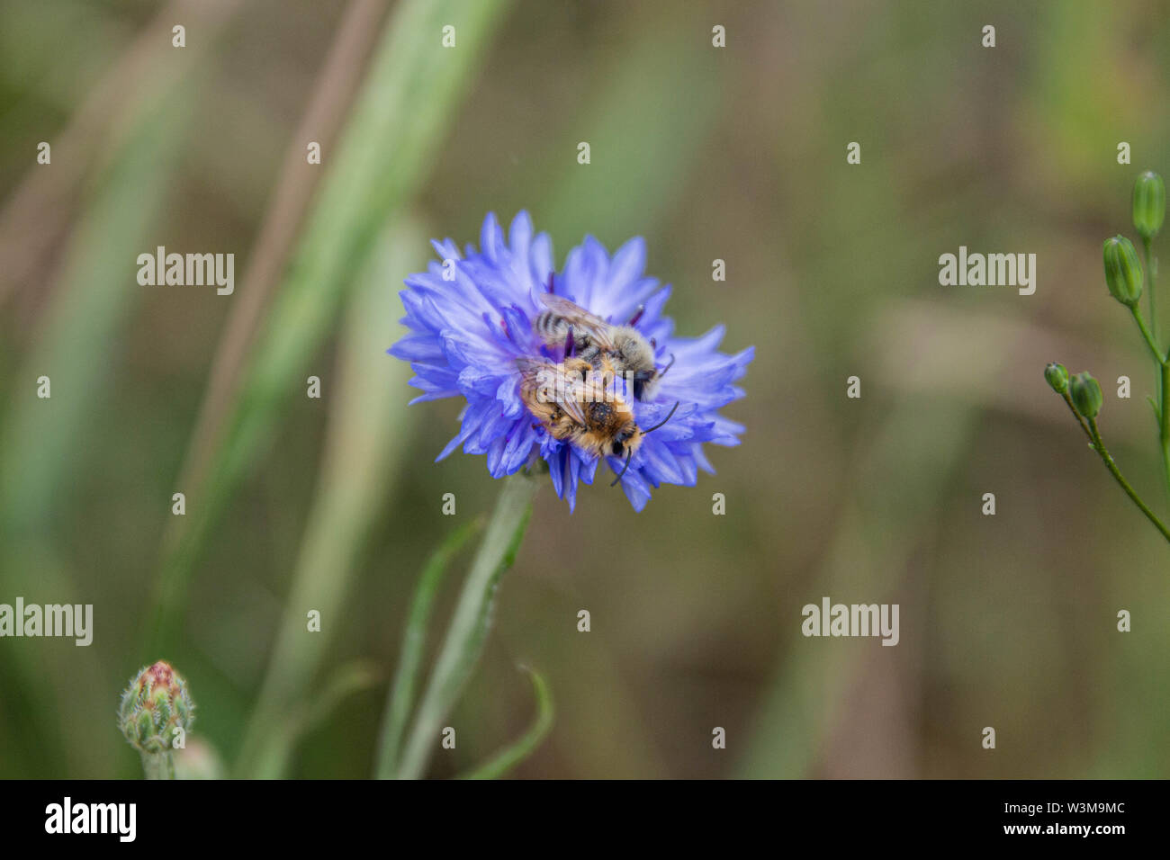 Deux abeilles leporina melitta reposant sur un même Bleu bleuet (centaurea cyanus) Banque D'Images