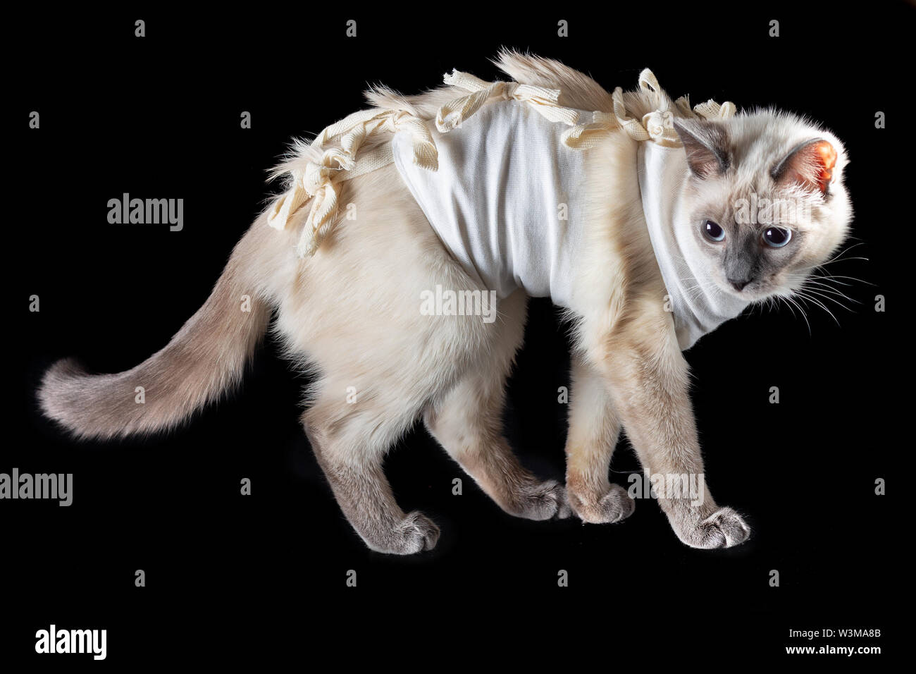Thai Cat Apres La Sterilisation Dans Le Pansement Postoperatoire Sur Un Fond Noir Photo Stock Alamy