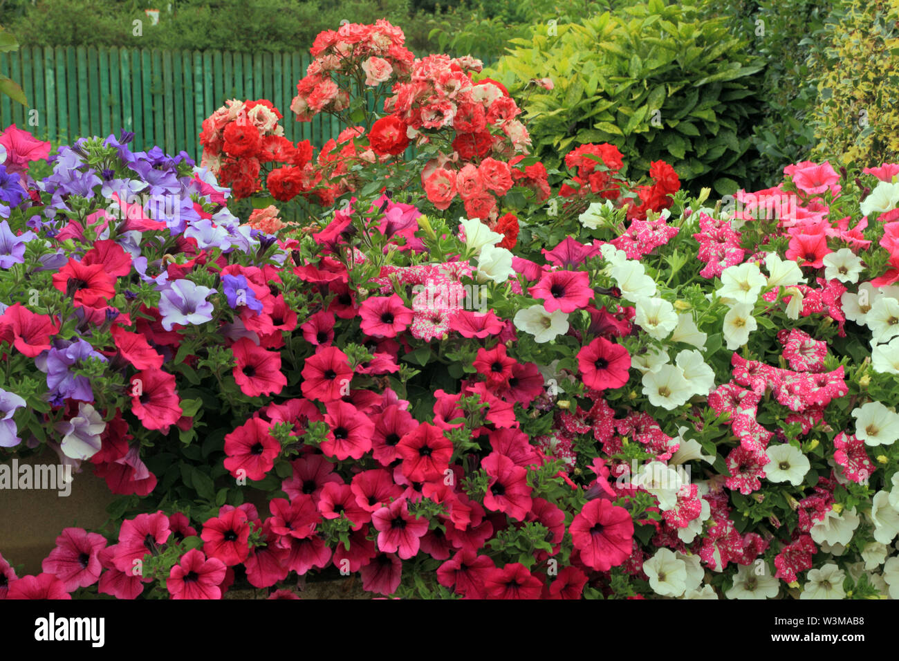 Des géraniums, Roses, jardin de devant, mur Banque D'Images