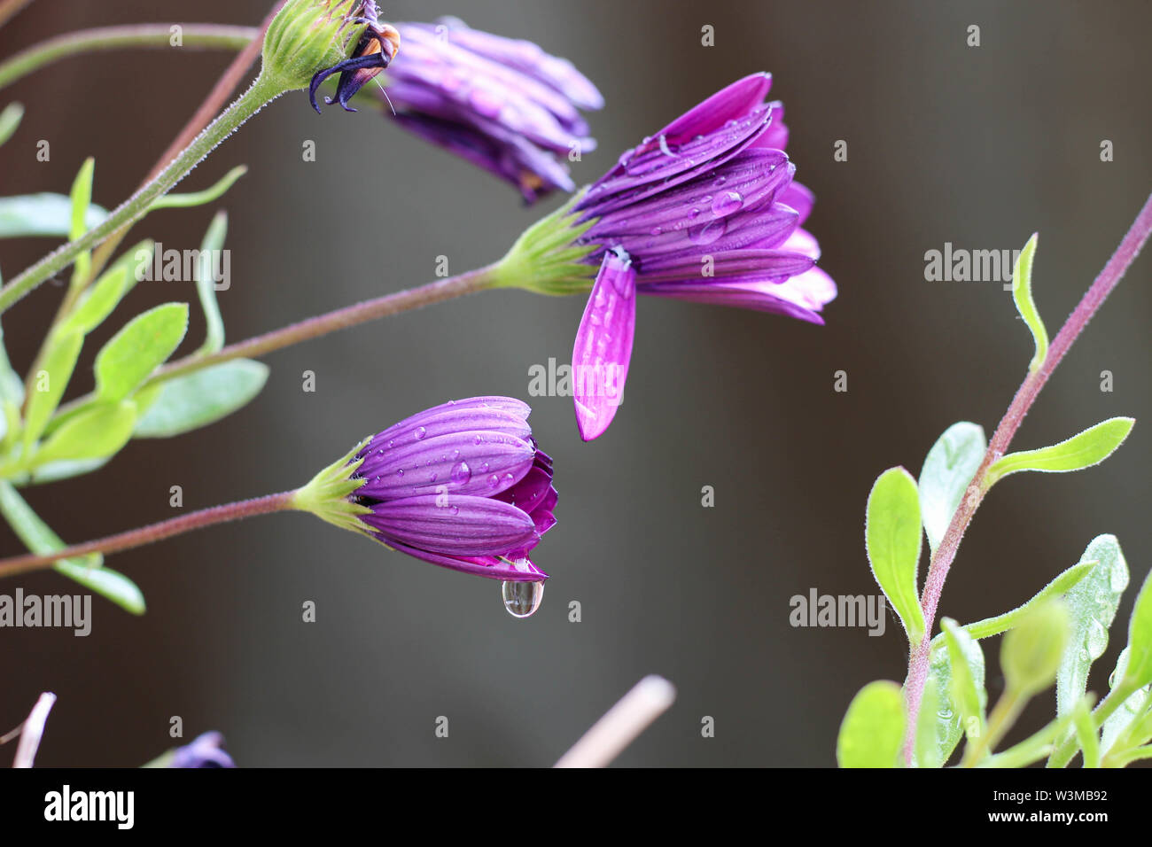 Osteospermum violet 'Sunny' Marie Marguerite africaine capitules fermé jusqu'après la pluie, couvert de gouttes de pluie Banque D'Images