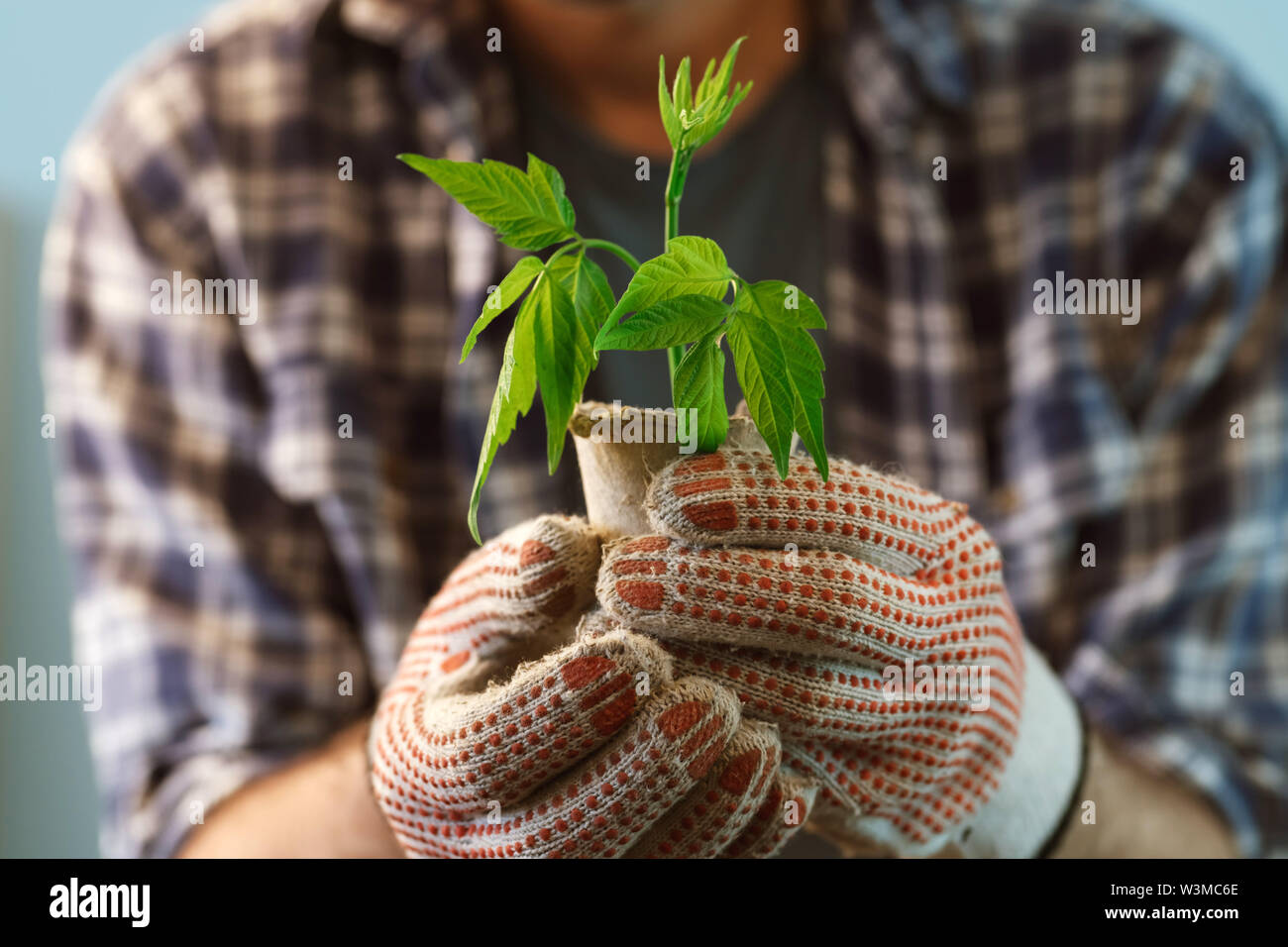 L'examen de l'agriculteur plante poussant en pot de tourbe, Close up of male gardener holding green sprout et contenant du sol Banque D'Images