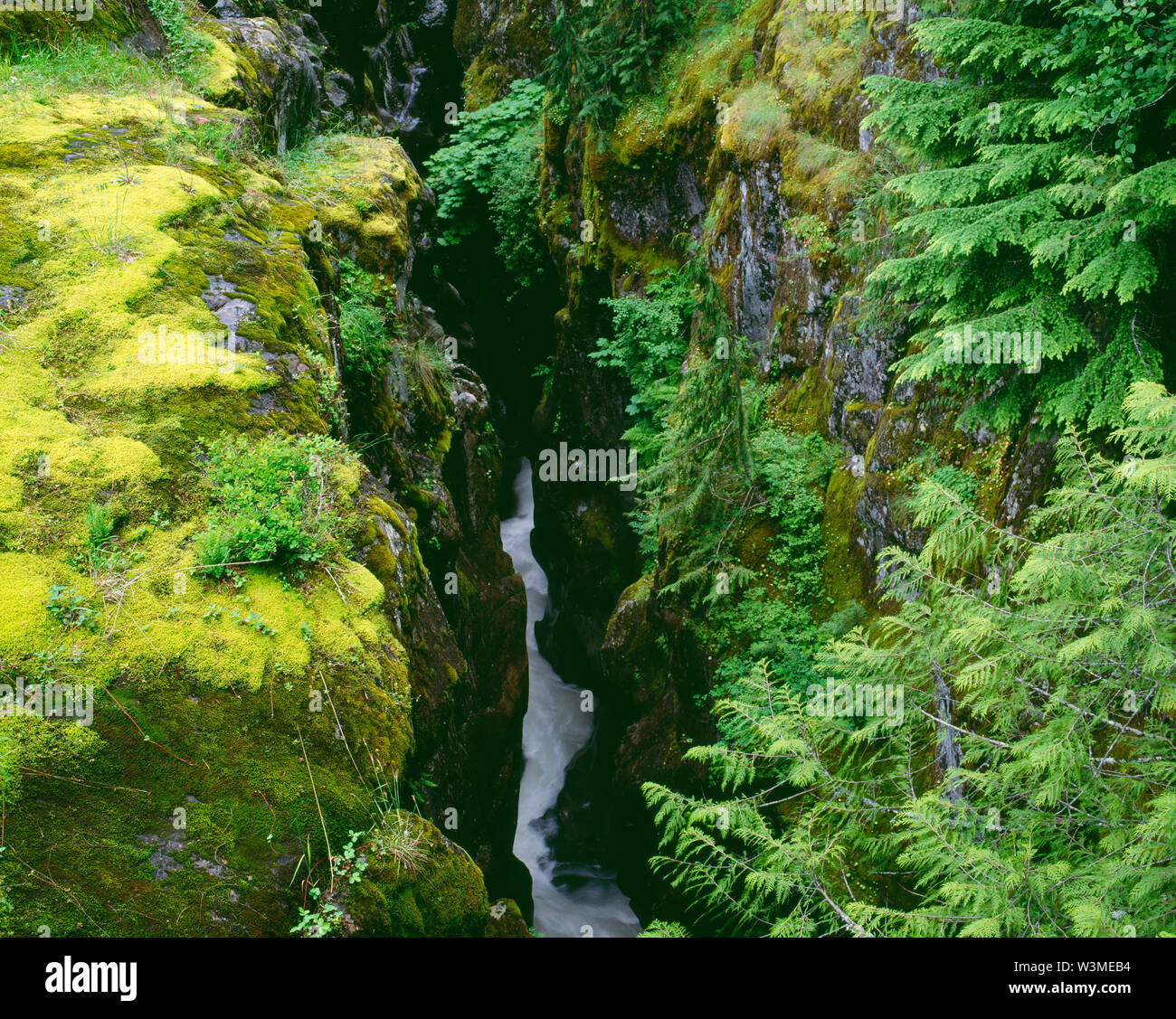 USA, Washington, Mt. Rainier National Park, boueux de la fourche de la rivière Cowlitz coule au fond de Canyon. Banque D'Images