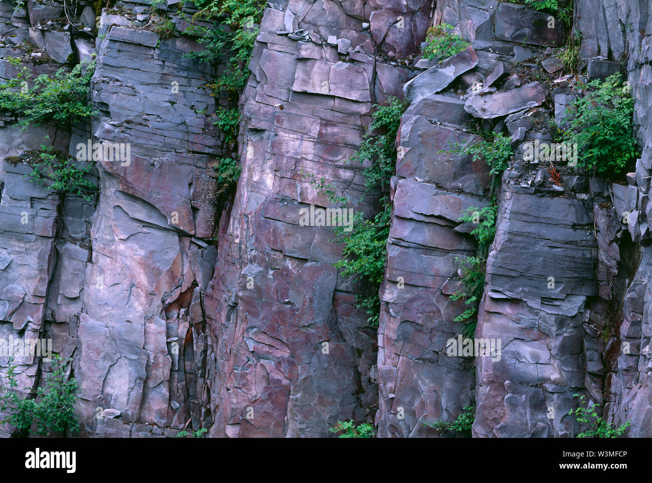 USA, Washington, Mt. Rainier National Park, plantes dispersées dans les roches fracturées, gain de mur dans la région de Stevens Canyon. Banque D'Images