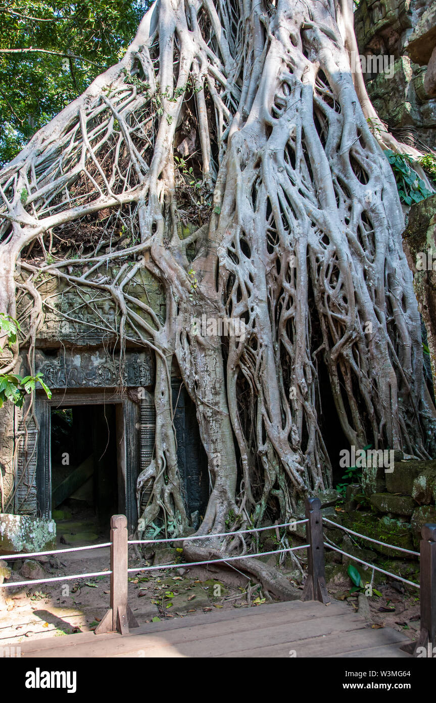 Racines spectaculaires parmi les pierres dans le temple de Ta Prohm à Angkor Wat Banque D'Images