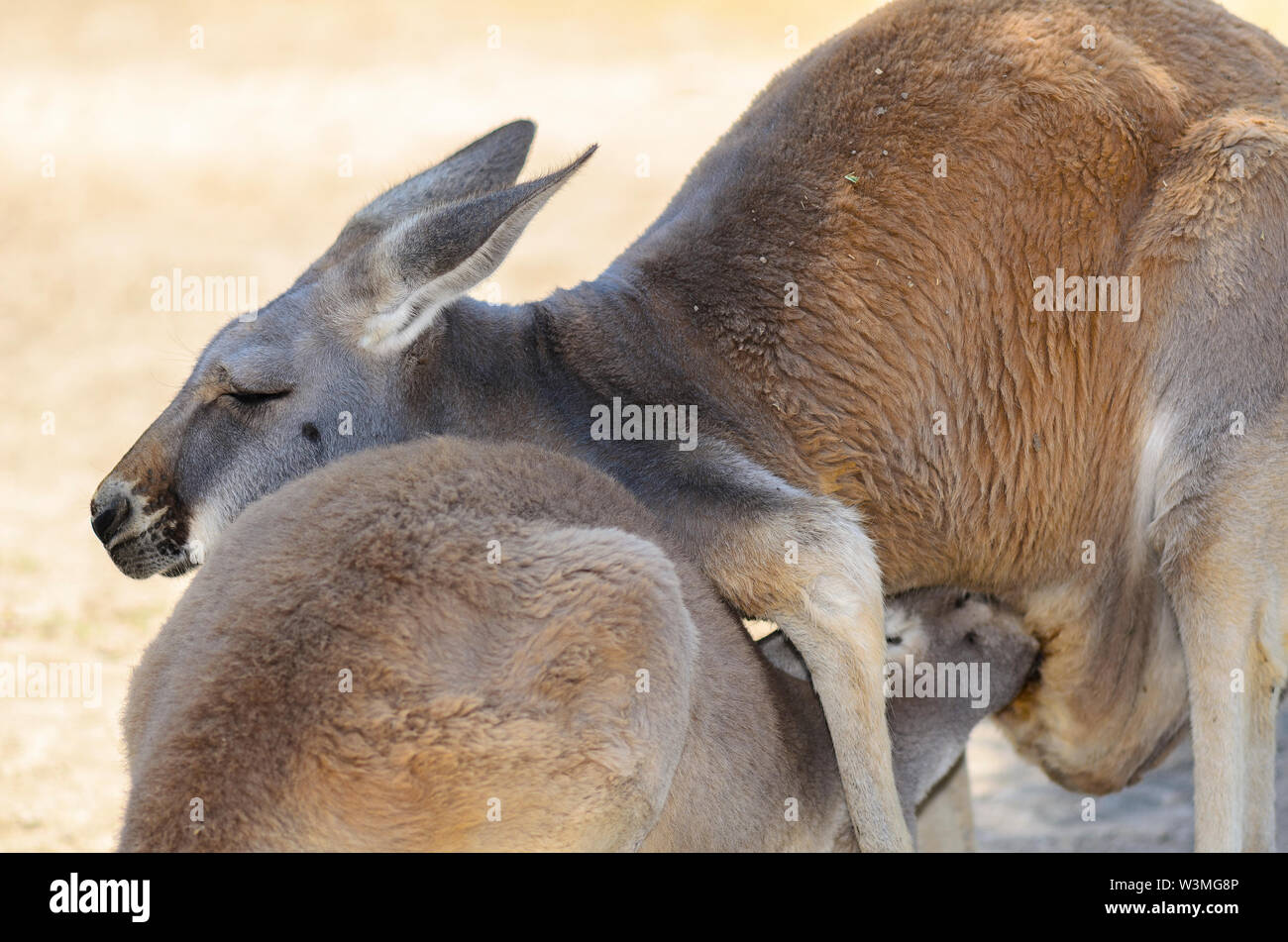 L'ouest de kangourou gris avec cub Banque D'Images