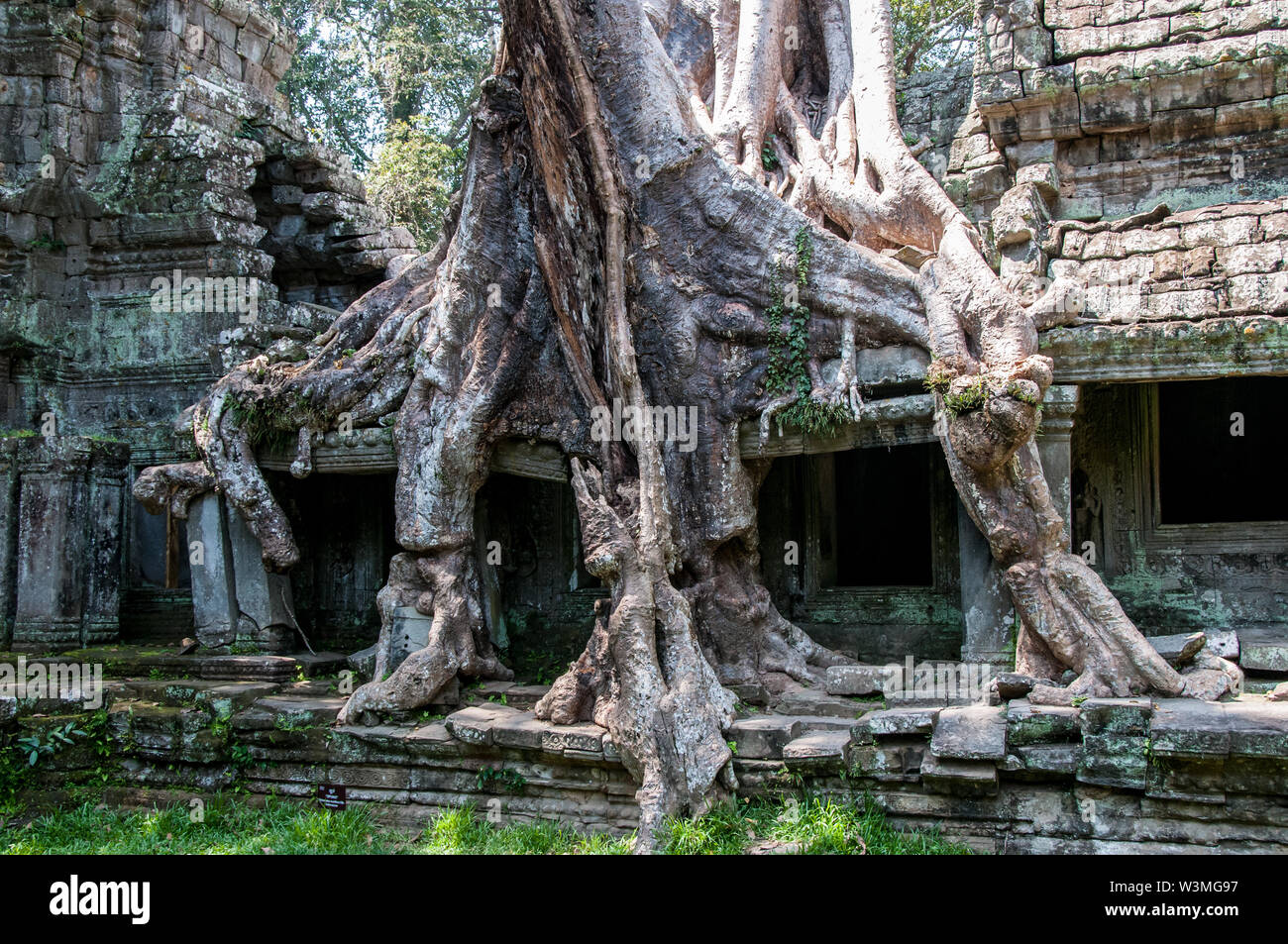 Racines spectaculaires parmi les pierres dans le temple de Ta Prohm à Angkor Wat Banque D'Images