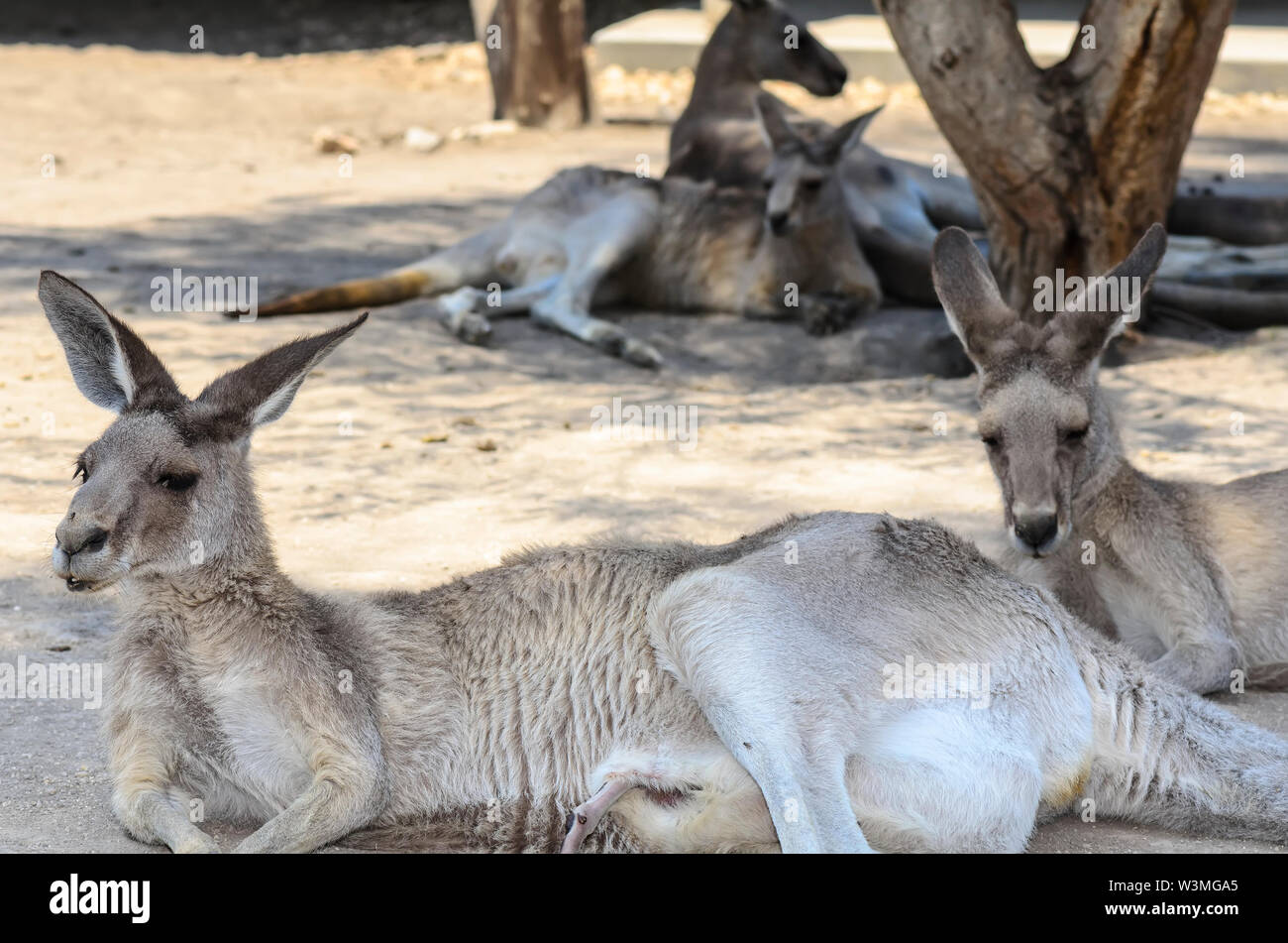 Une femelle kangourou gris de l'ouest avec un bébé se reposer Banque D'Images