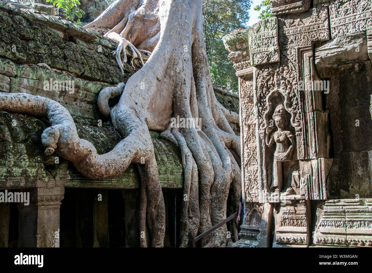Racines spectaculaires parmi les pierres dans le temple de Ta Prohm à Angkor Wat Banque D'Images