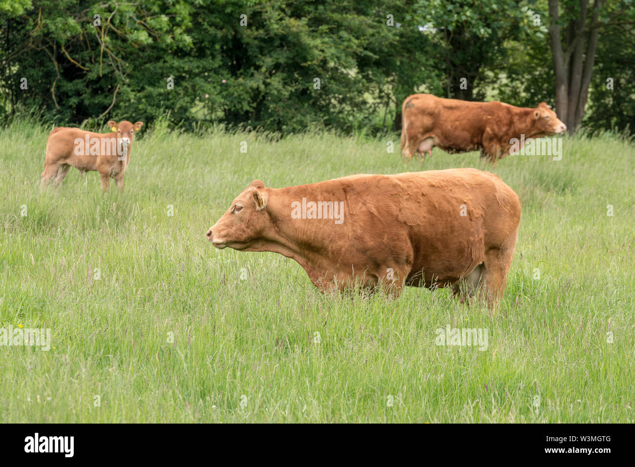 Les vaches Angus rouge et veau dans un champ, bovins Angus rouge. Banque D'Images