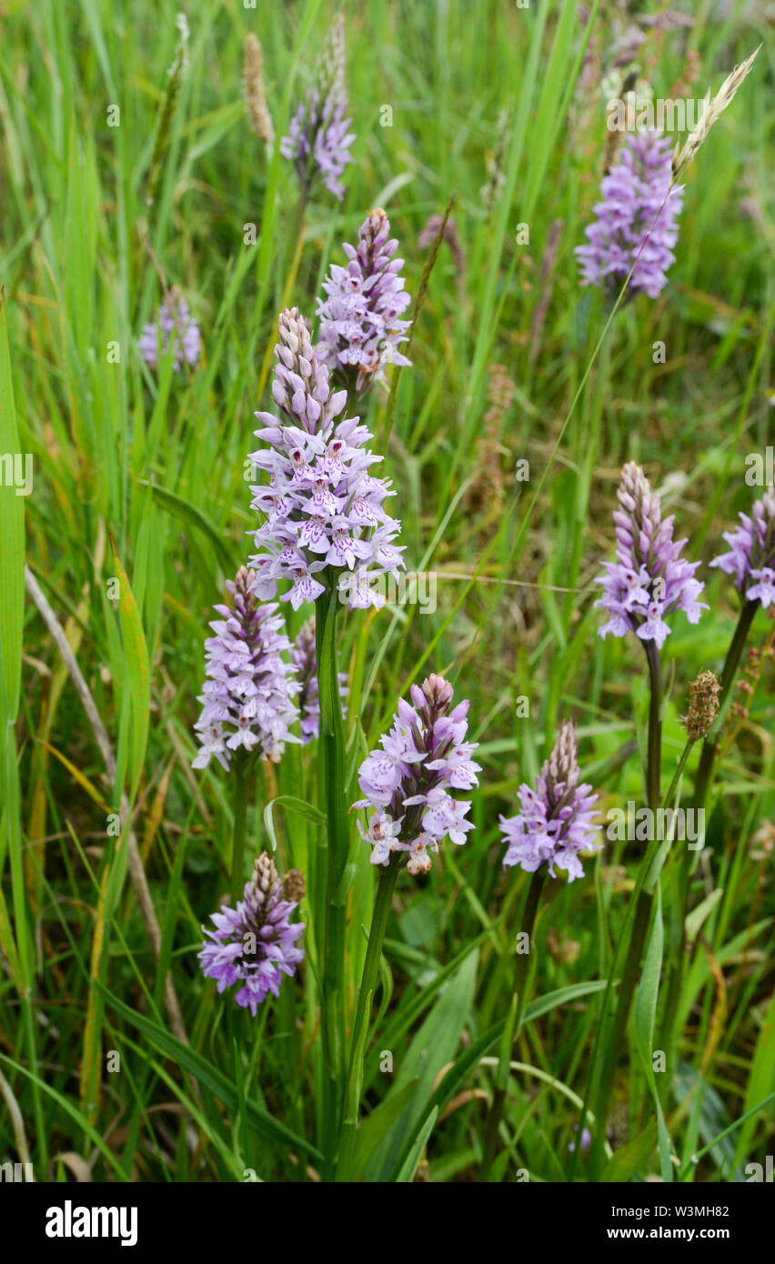 Orchidées Dactylorhiza fuchsii commun repéré par un sentier pédestre de plus en plus près de Selkirk dans la région des Scottish Borders, UK, FR Banque D'Images