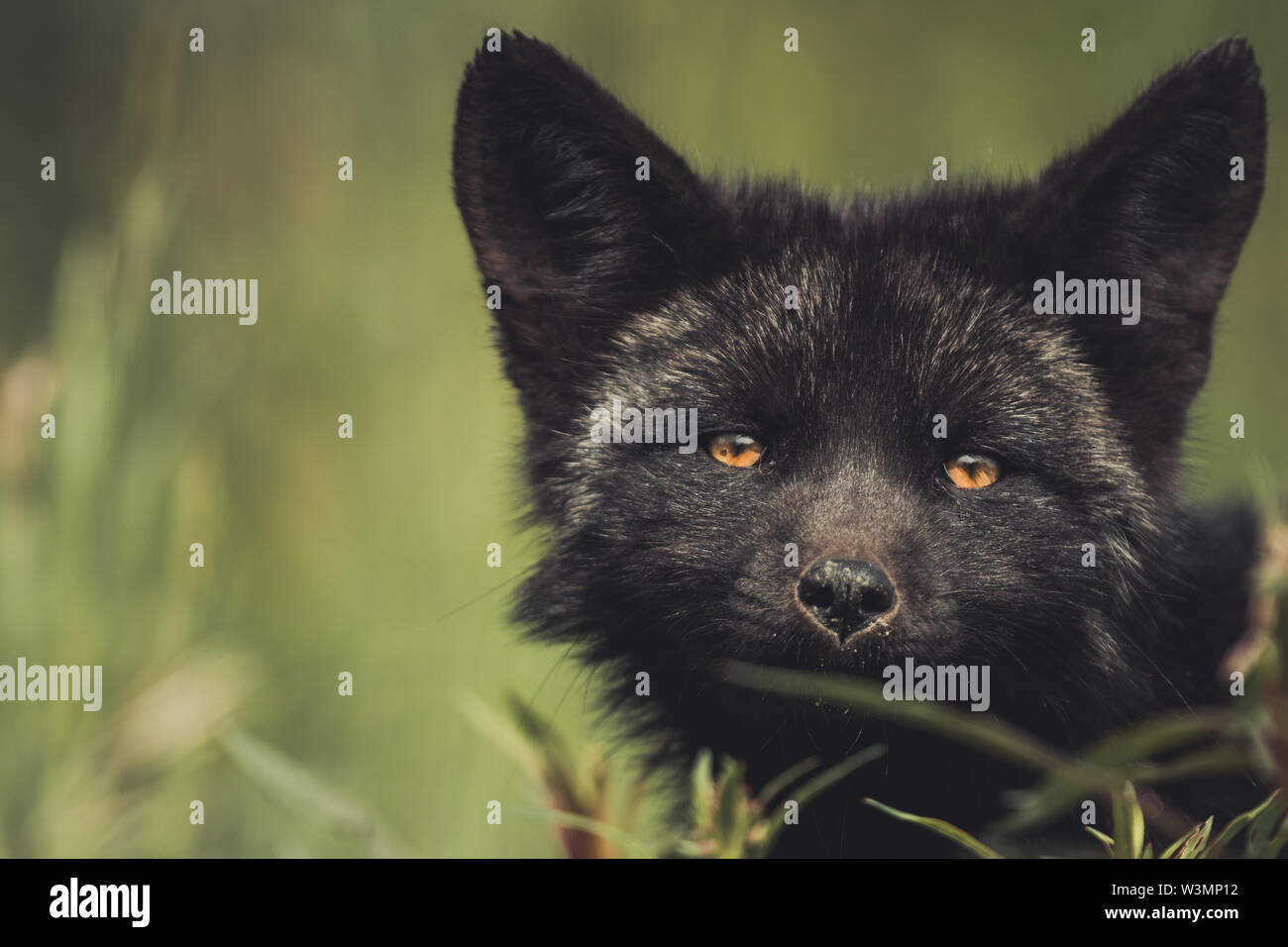 Une couleur noire bébé red fox (Vulpus vulpus). Territoire du Yukon, Canada Banque D'Images