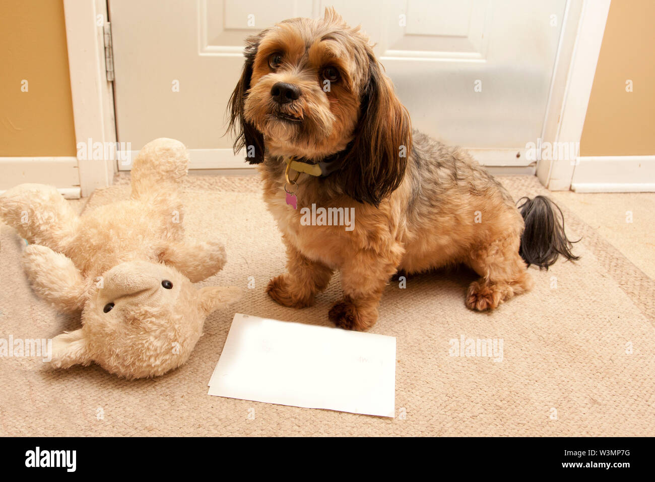 Un adorable chien Lhassa Apso brun avec un jouet en peluche est assis à la  porte avec un morceau de papier blanc et copy space Photo Stock - Alamy