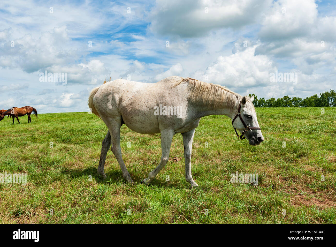 White Horse sur ferme équestre à Lexington Kentucky Banque D'Images