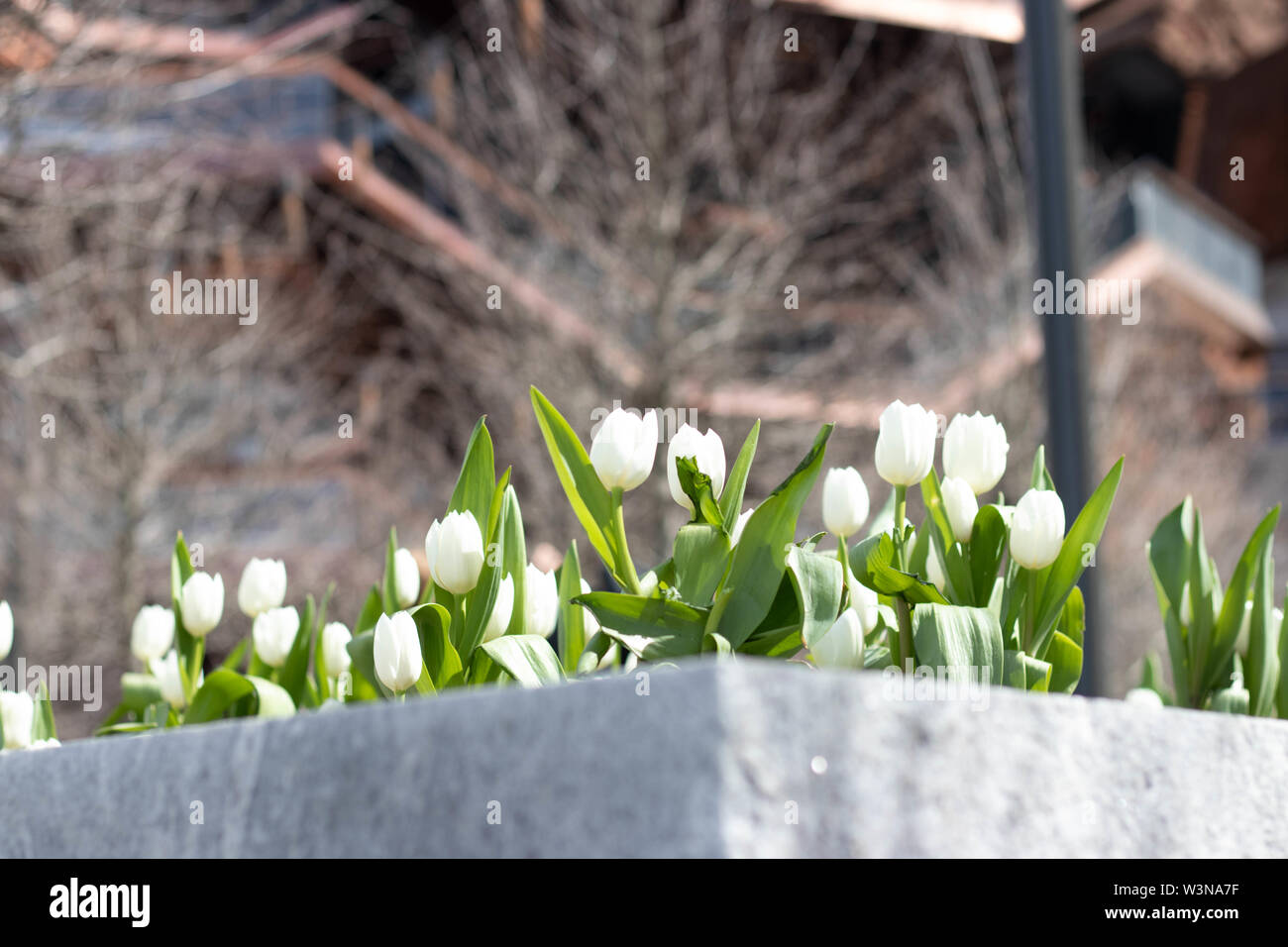 Tulipes blanches Banque D'Images