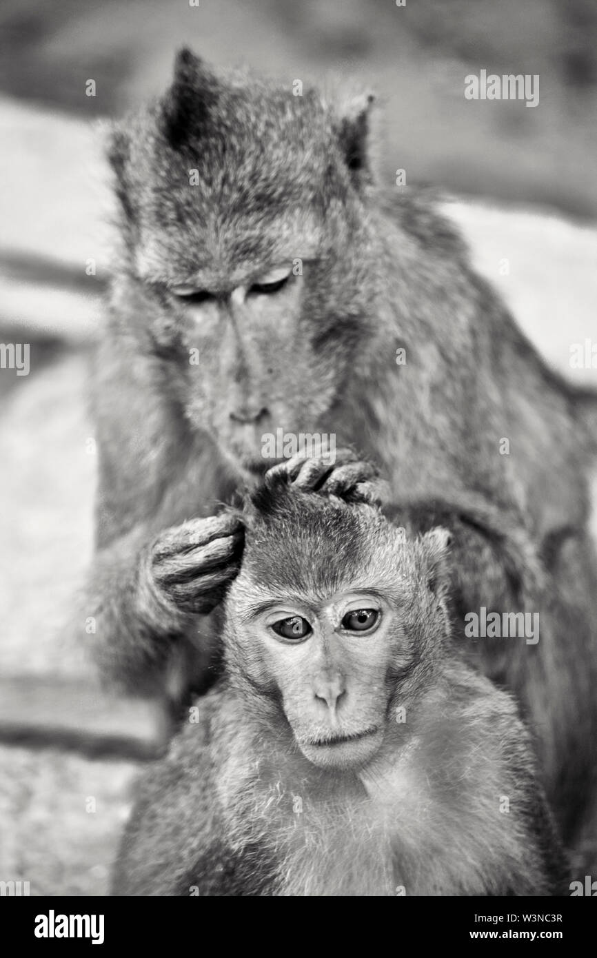 2 macaques à longue queue s'engager dans le toilettage de Can Gio Island qui est la maison de la nature des singes. Can Gio Island est situé à Can Gio distri Banque D'Images