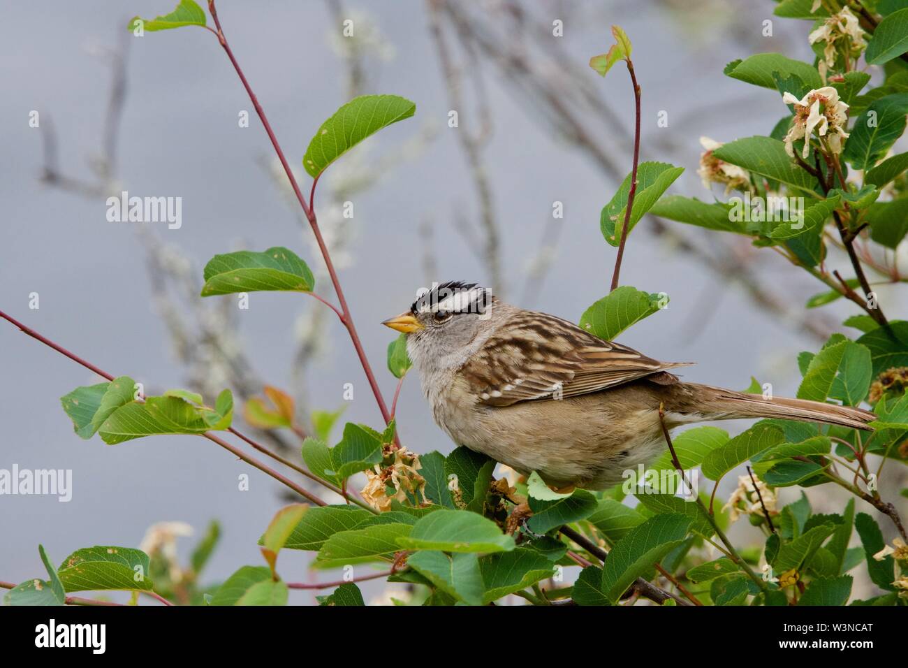 Bruant à couronne blanche est assis sur la branche d'une forêt près de la mer, de Saanich Inlet, île de Vancouver, Colombie-Britannique Banque D'Images