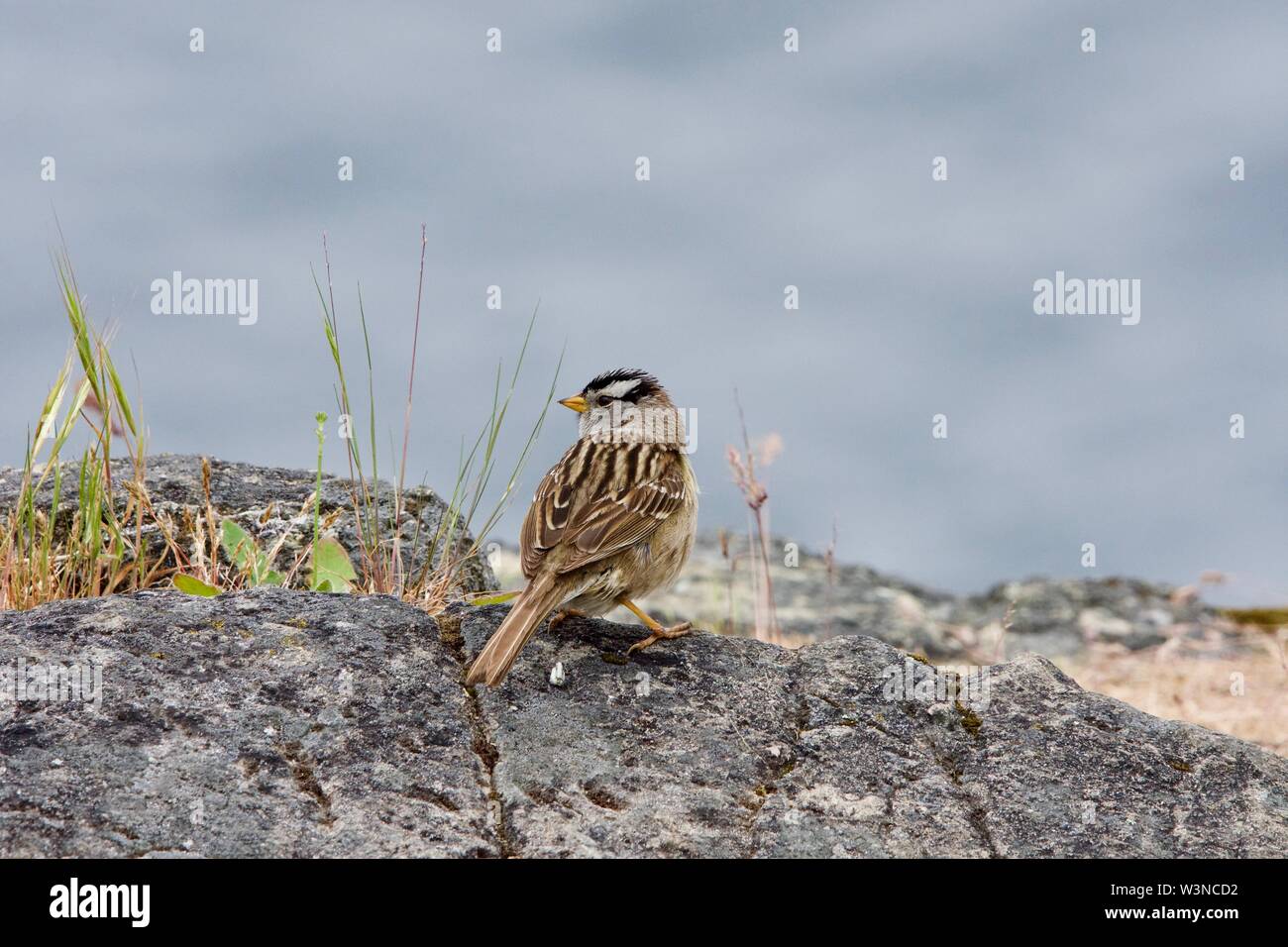 Bruant à couronne blanche se trouve sur le bord d'une falaise surplombant les eaux de Saanich Inlet, île de Vancouver, Colombie-Britannique Banque D'Images