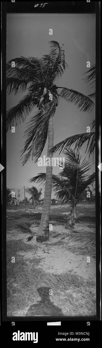 Coco palm Banque D'Images