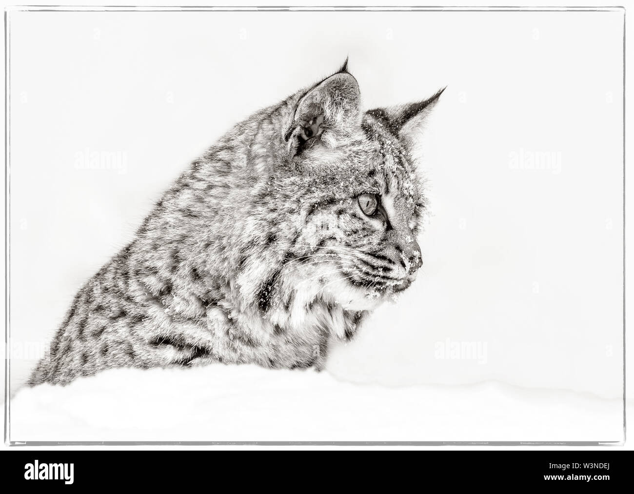 Le lynx roux est un chat trouvé dans le Nord de l'Amérique du Nord, un peu plus petit que le Lynx du Canada. Et environ deux fois la taille du chat domestique. Banque D'Images