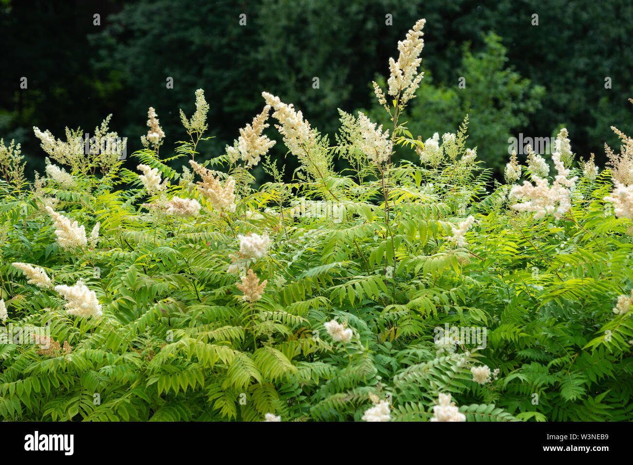 Couverture verte de l'été les plantes. Arbres vert foncé à l'arrière-plan Banque D'Images