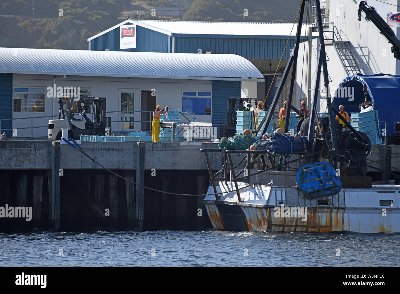 Greymouth, Nouvelle-Zélande, 14 décembre 2018 : Le personnel d'une entreprise de pêche de capture le processus à partir d'un navire qui est juste arrivé à port Banque D'Images