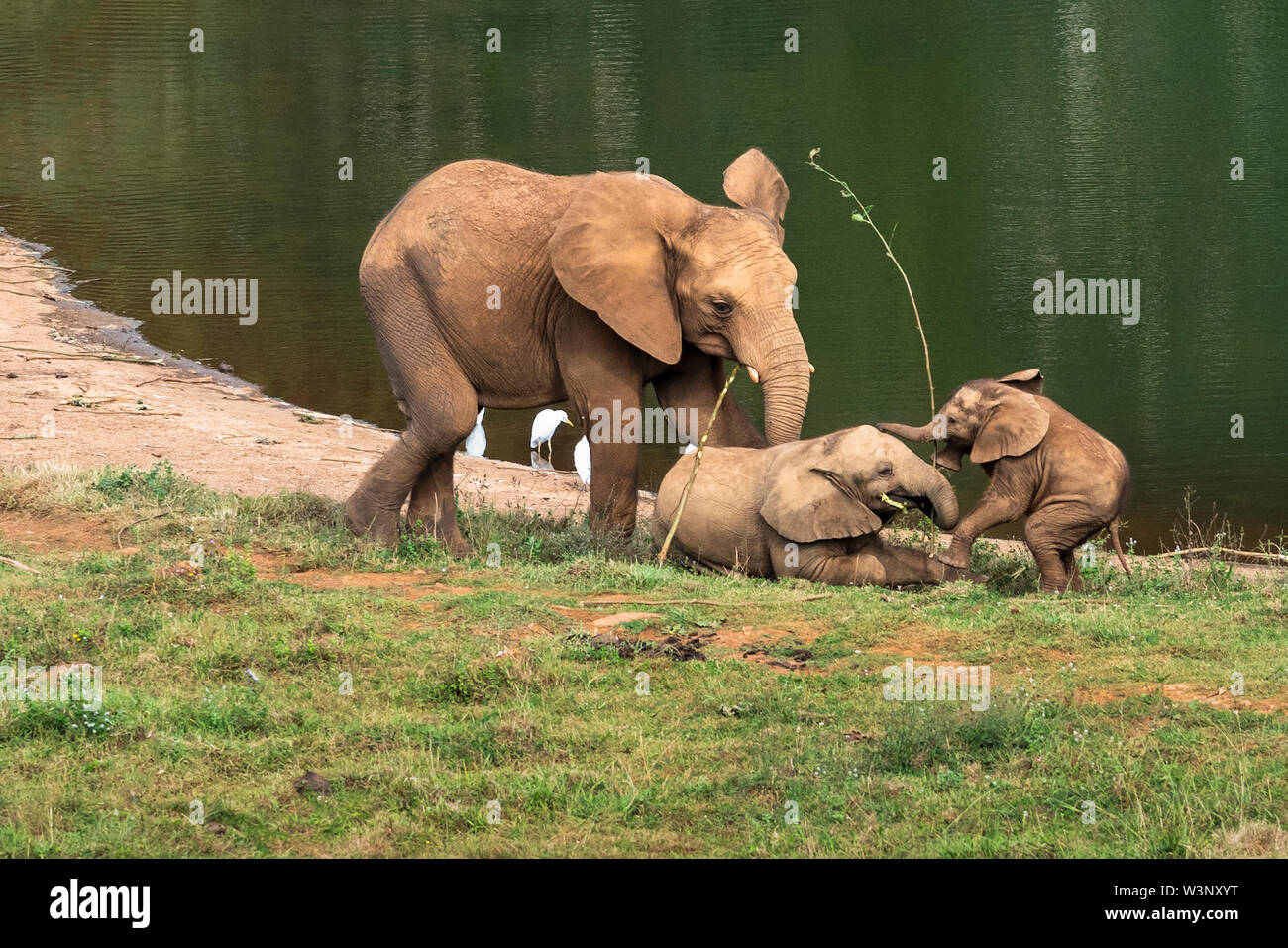 Bébés éléphants jouant ou drôle bébés éléphants Banque D'Images