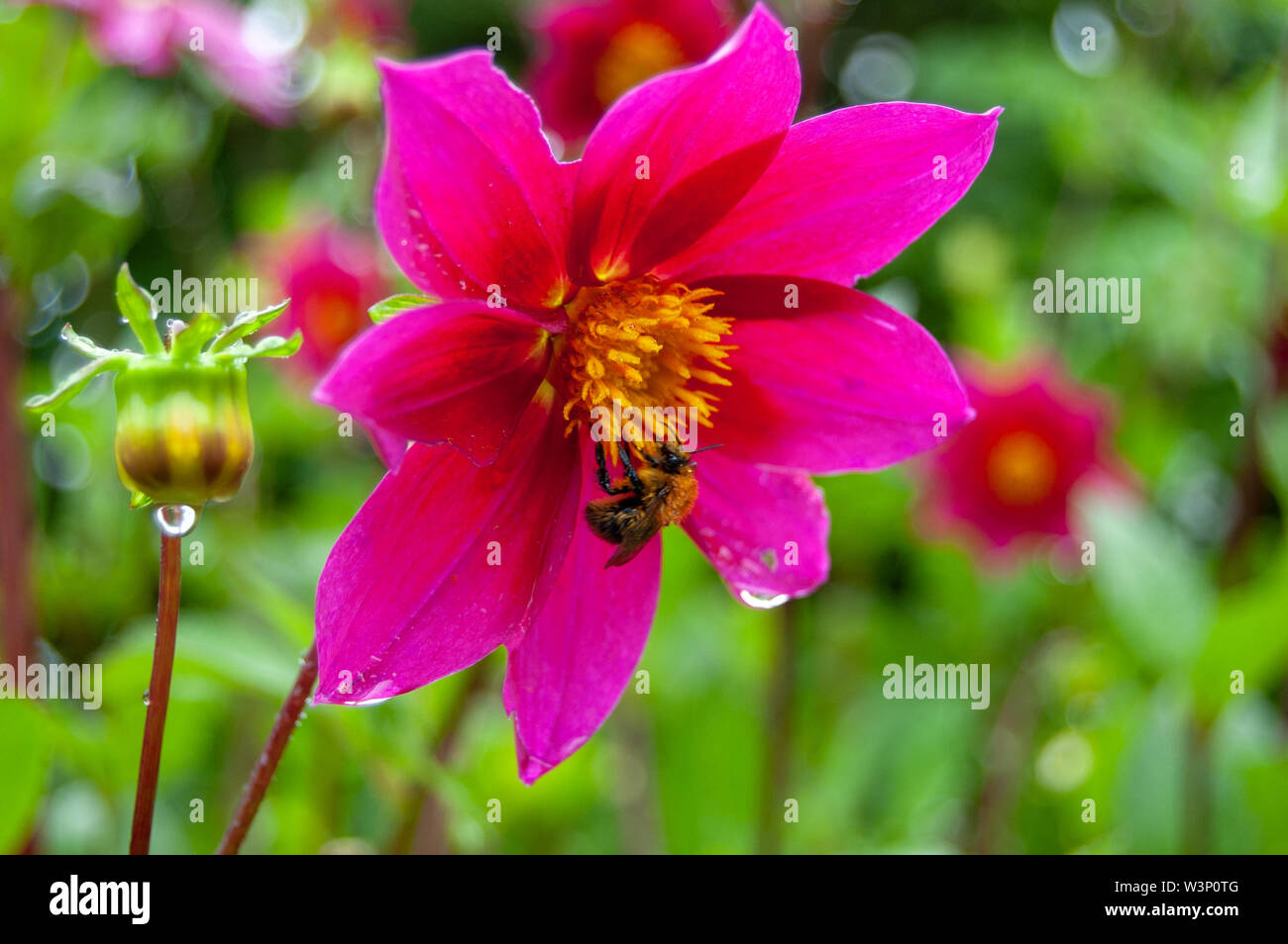 Bee gathering pollen de fleur rose Banque D'Images