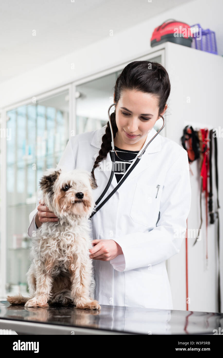 L'examen de spécialiste vétérinaire chien malade Banque D'Images