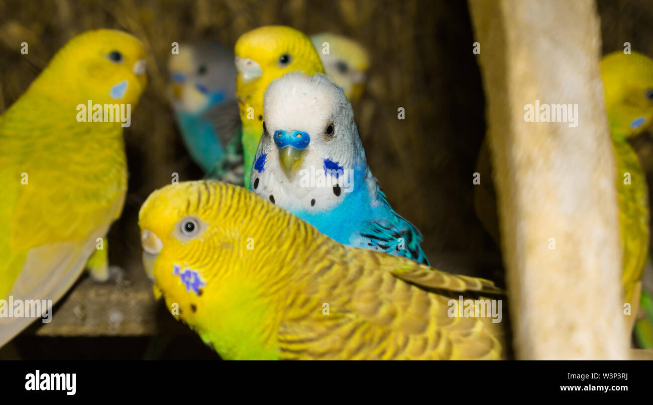 Close up of colorful budgrigars dans une cage,beaux perroquets dans une cage. Banque D'Images
