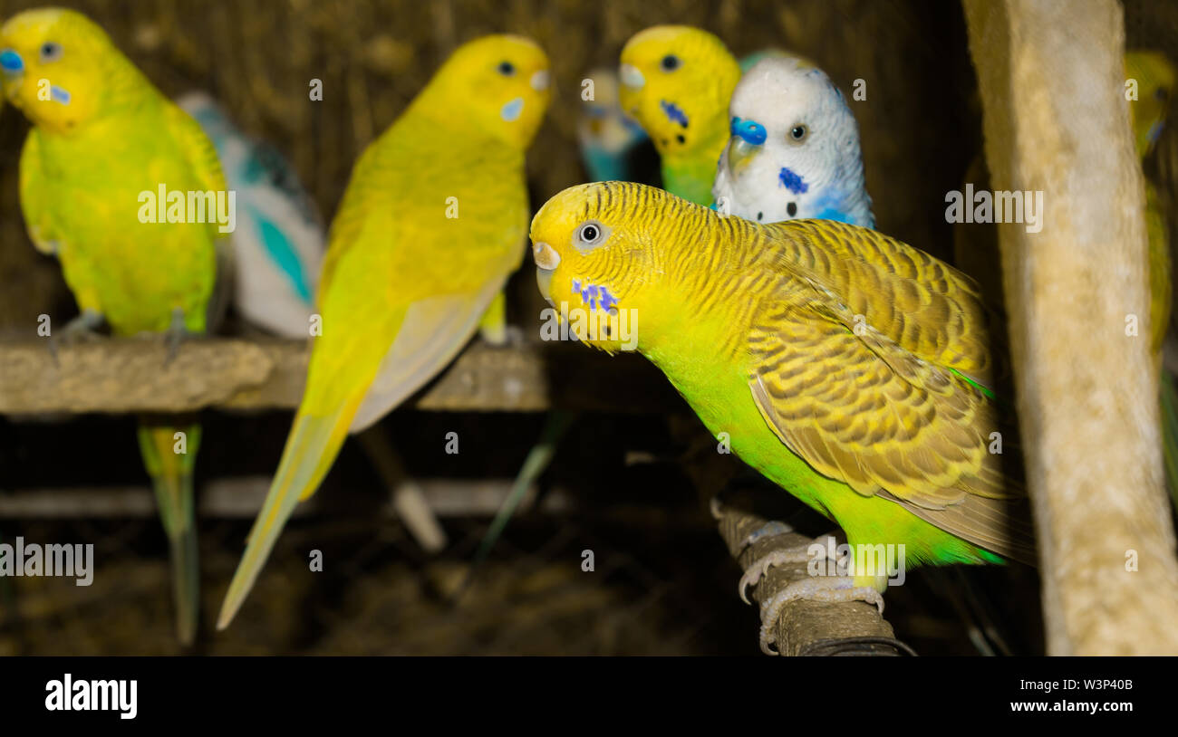 Close up of colorful budgrigars dans une cage,beaux perroquets dans une cage. Banque D'Images