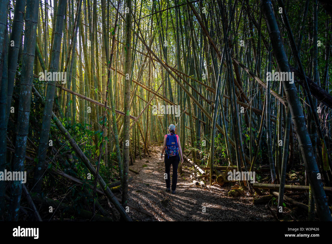 Randonneur Girl à forêt de bambou, Taïwan, Alishan Banque D'Images