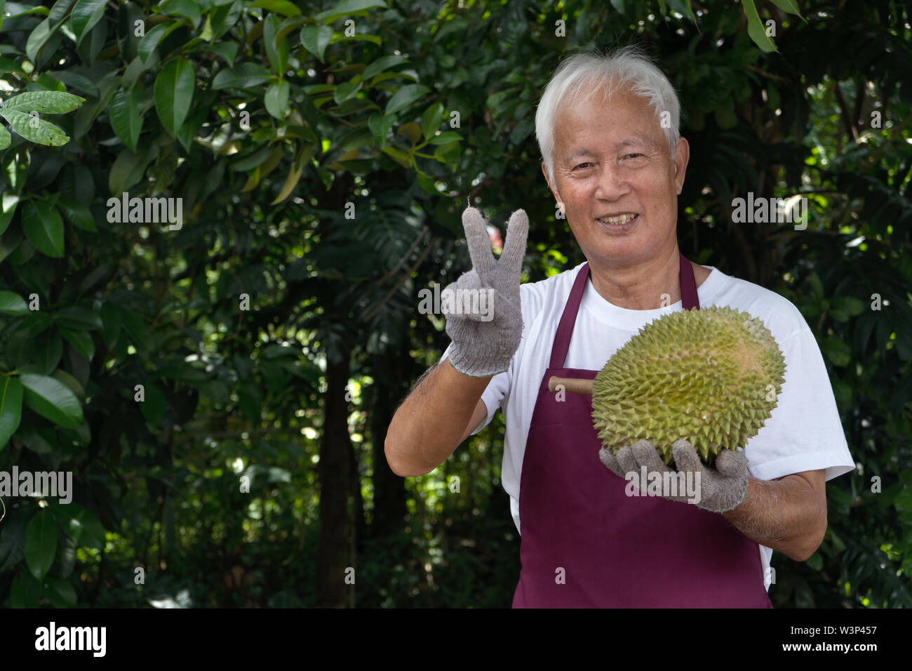 Asian durian agriculteur à la ferme Banque D'Images