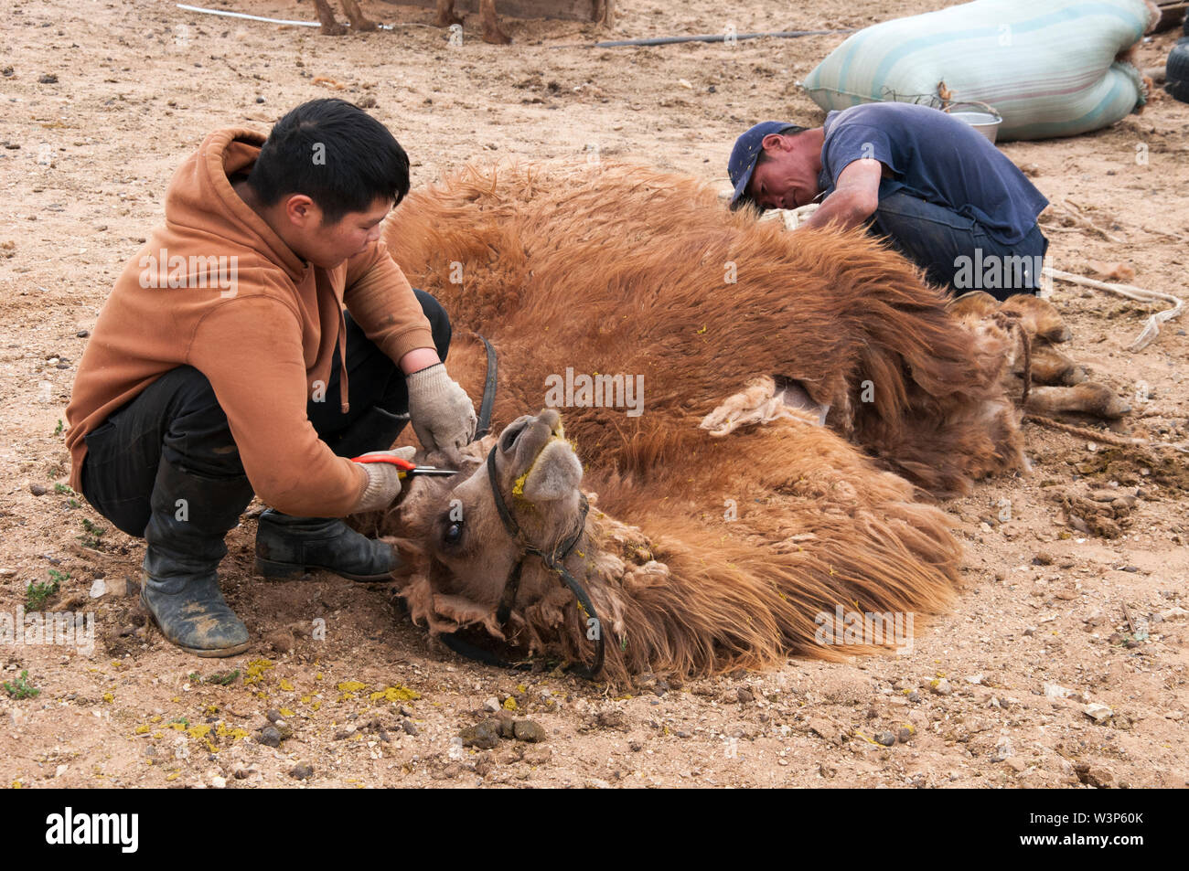 Nomads cisaillez un chameau de Bactriane dans la région de Gobi, la Mongolie centrale Banque D'Images