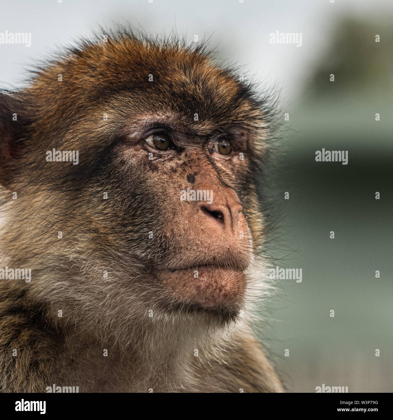 La Barbary macaque (Macaca sylvanus) est le seul macaque espèce se trouvant en dehors de l'Asie et la seule espèce de primates trouvés au nord du Sahara en Afri Banque D'Images