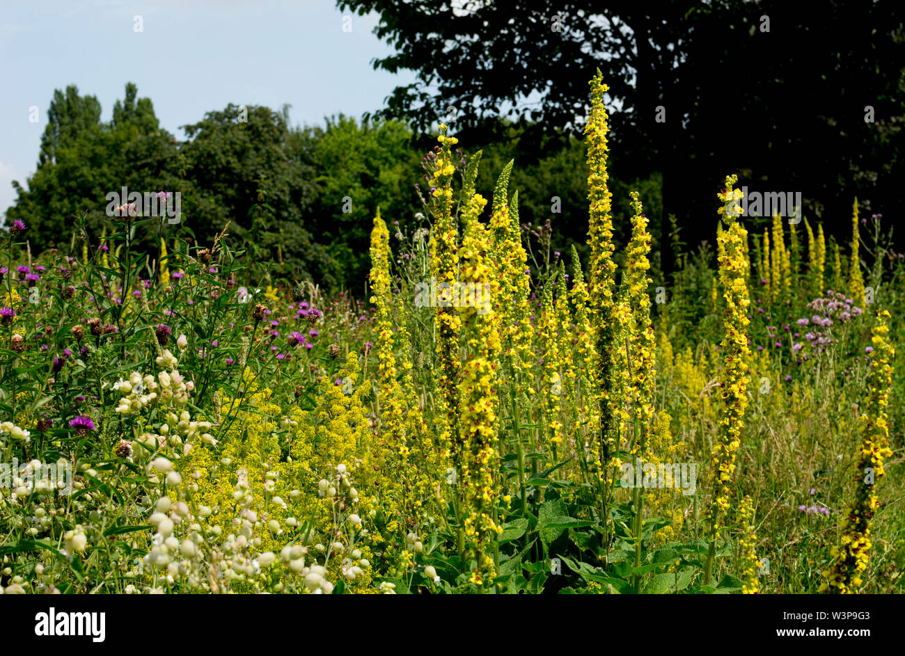 Une prairie de fleurs sauvages dans le parc de bien-être mineurs, Bedworth, Warwickshire, Angleterre, Royaume-Uni Banque D'Images