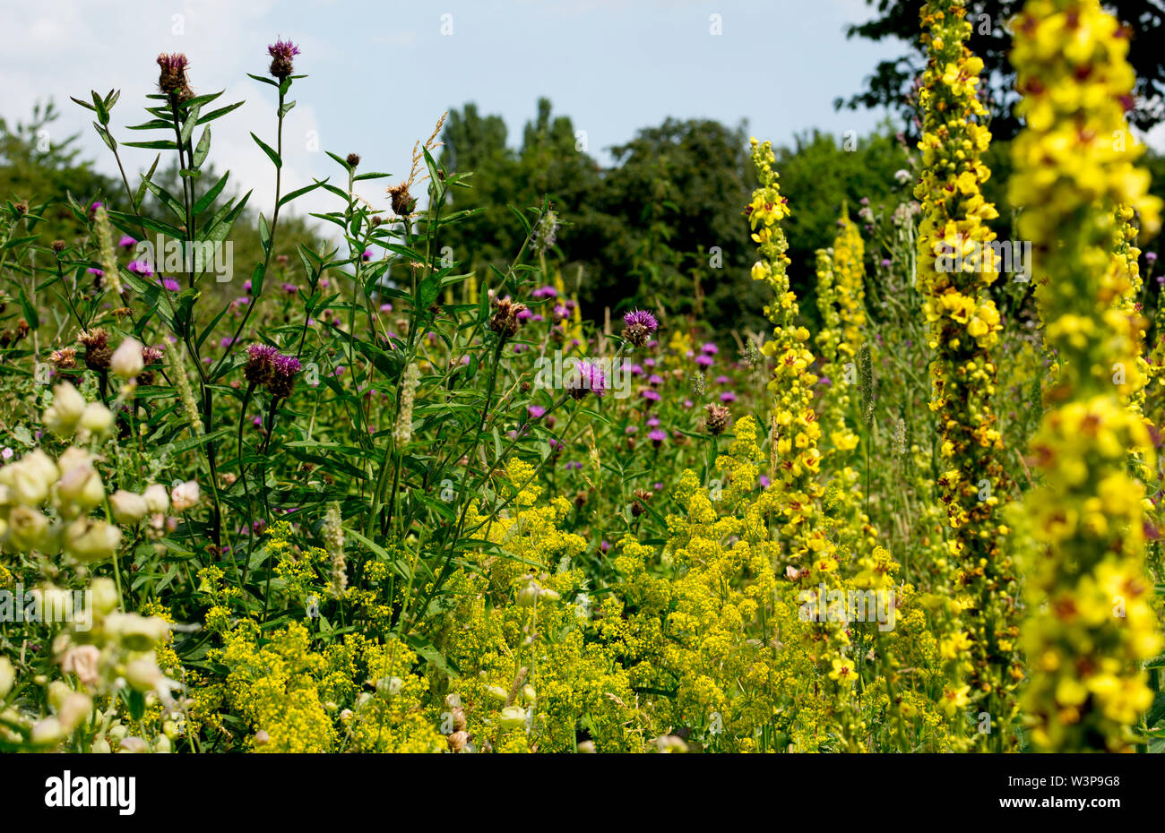 Une prairie de fleurs sauvages dans le parc de bien-être mineurs, Bedworth, Warwickshire, Angleterre, Royaume-Uni Banque D'Images