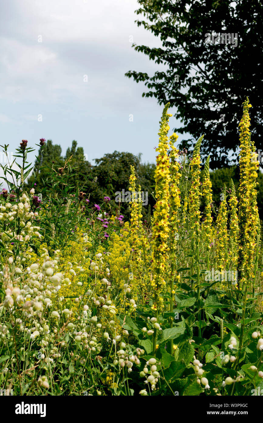 Une prairie de fleurs sauvages dans le parc de bien-être mineurs, Bedworth, Warwickshire, Angleterre, Royaume-Uni Banque D'Images