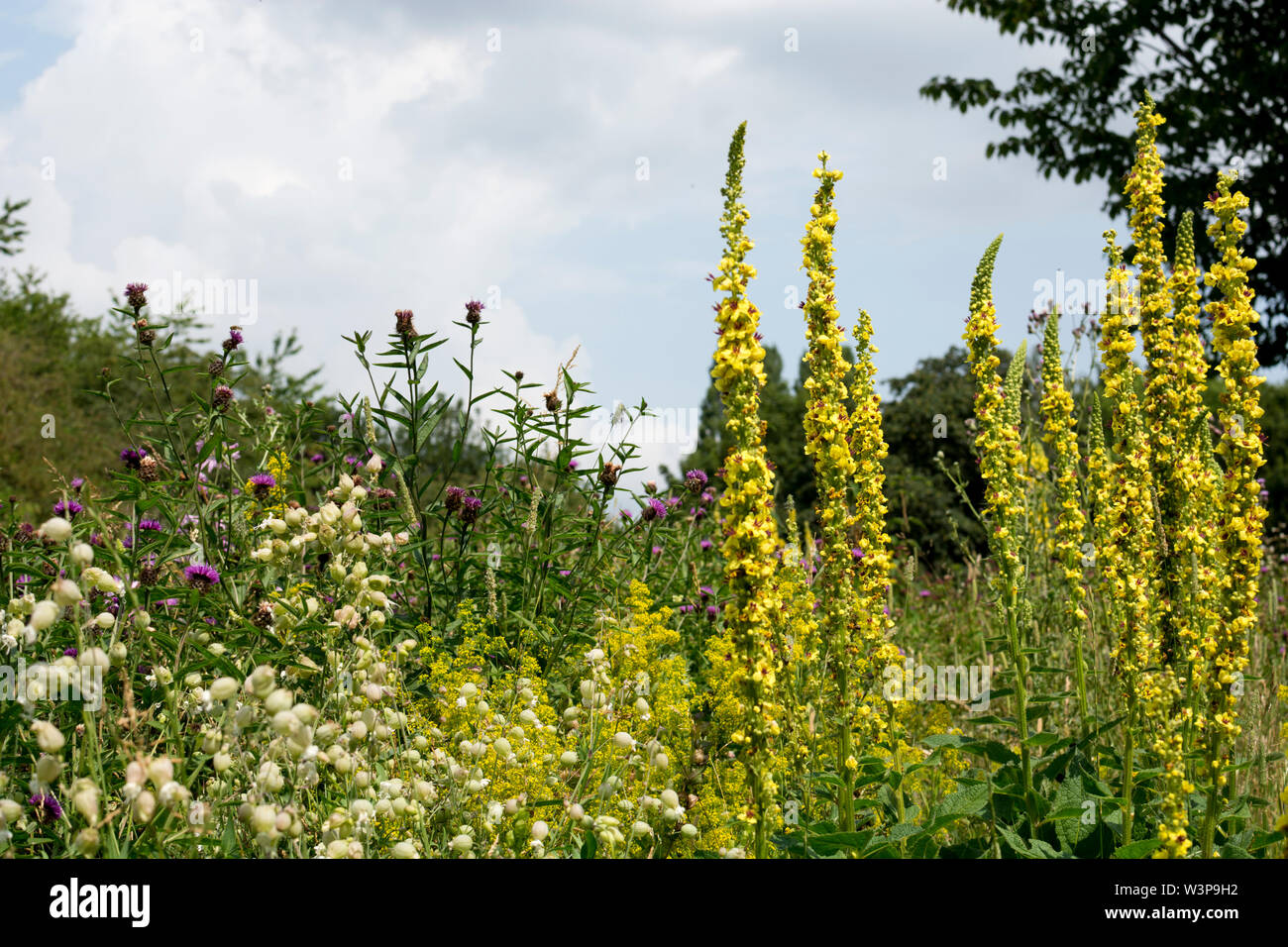 Une prairie de fleurs sauvages dans le parc de bien-être mineurs, Bedworth, Warwickshire, Angleterre, Royaume-Uni Banque D'Images